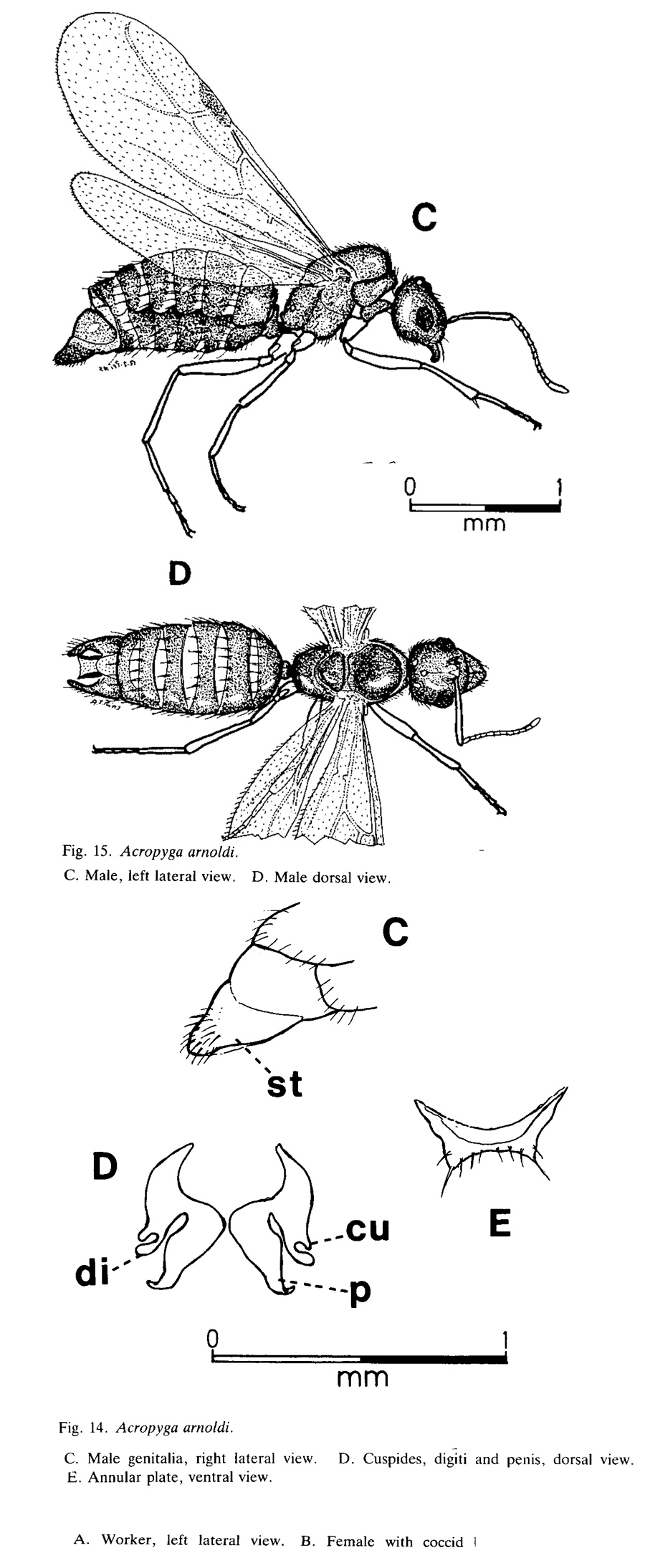 Acropyga arnoldi male