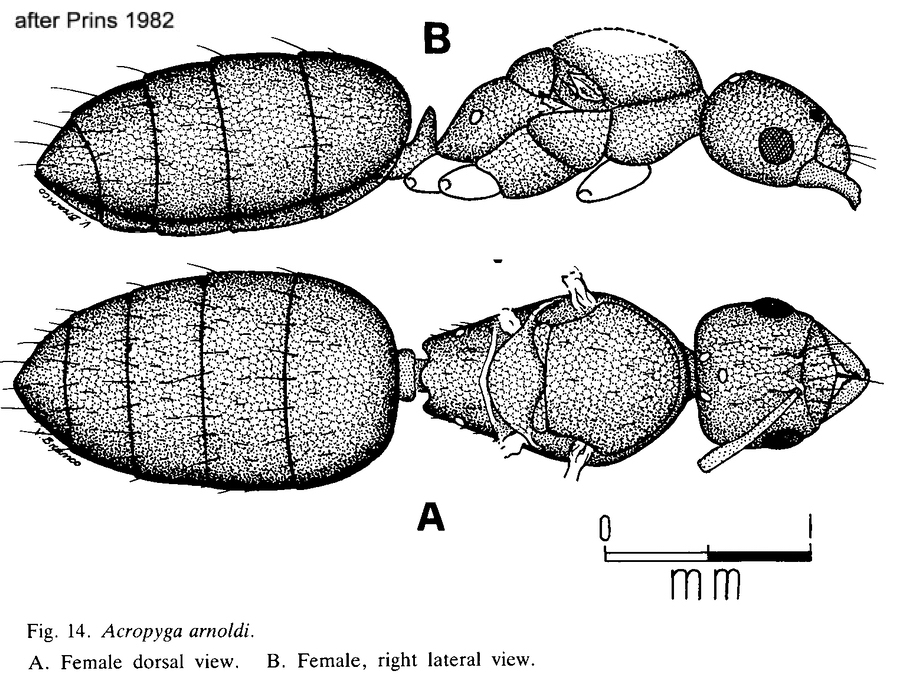 Acropyga arnoldi queen