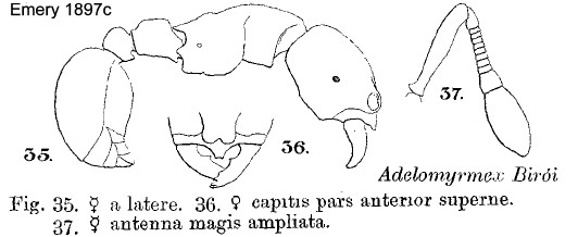 {Adelomyrmex biroi}