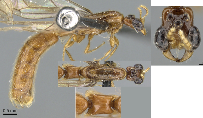 Aernictogiton attenuatus