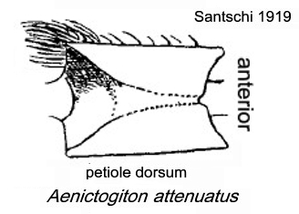 {Aenictogiton attenuatus}