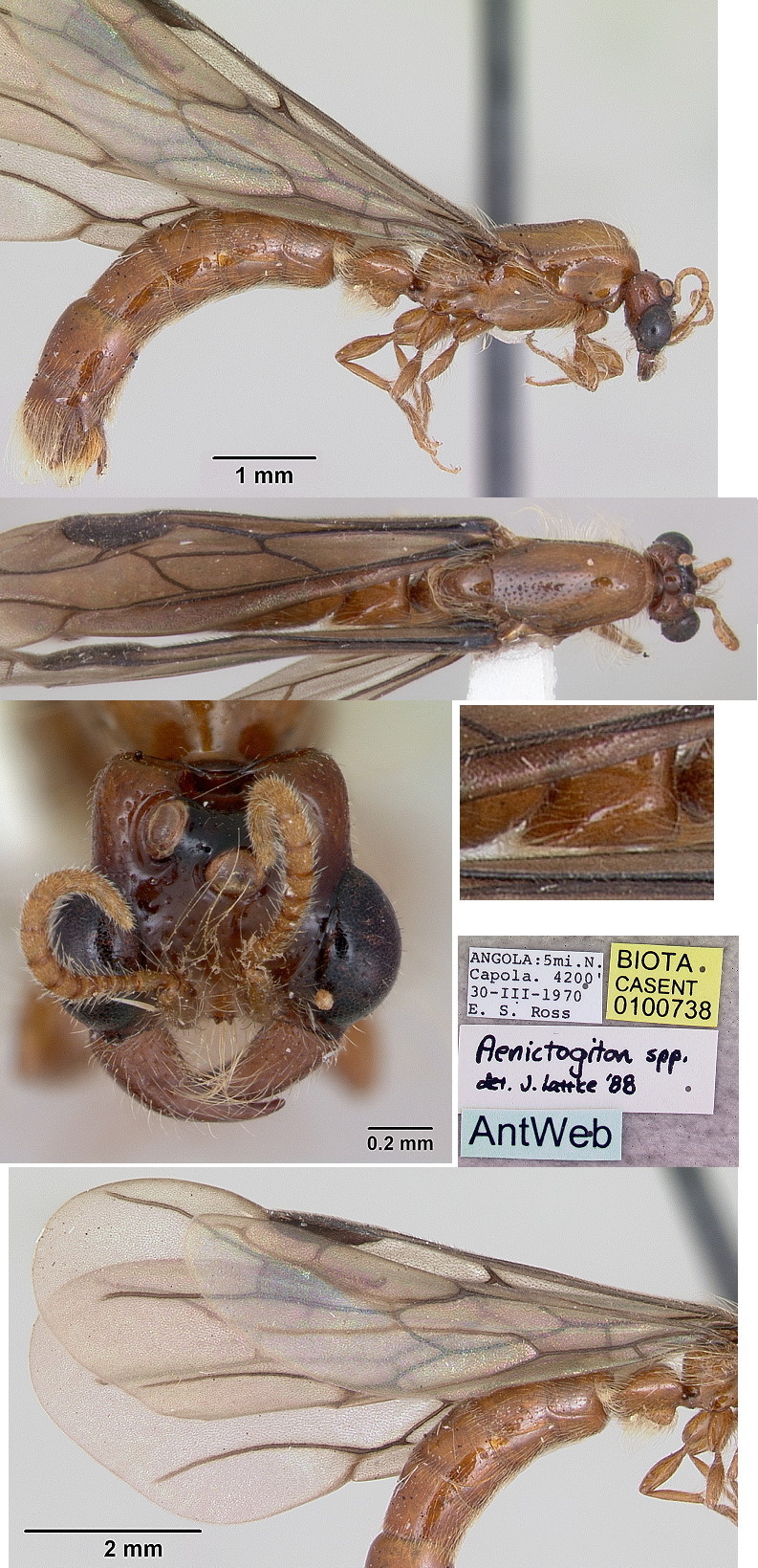 {Aenictogiton species undet from Angola}