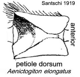 {Aenictogiton elongatus}