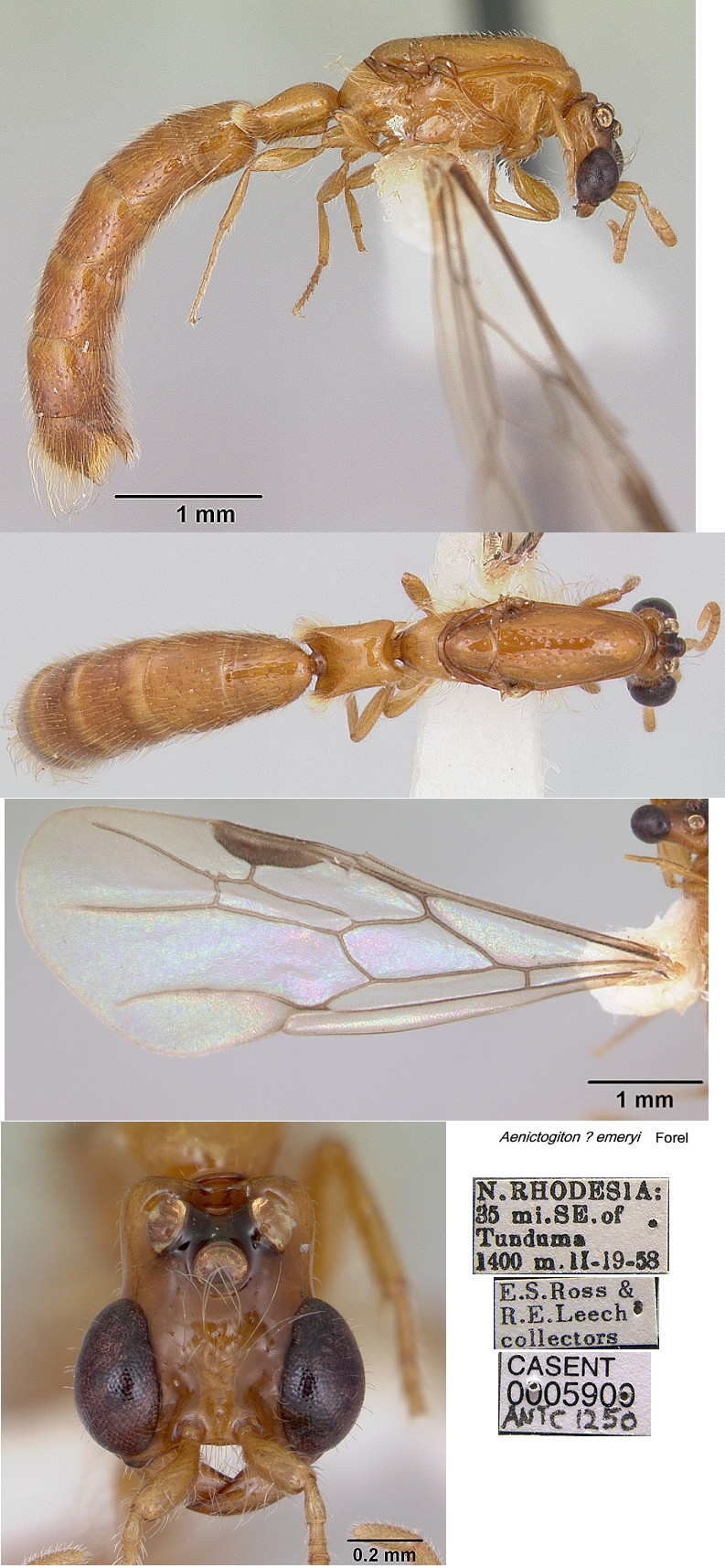 {Aenictogiton species undet from Zambia}