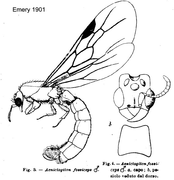 Aenictogiton fossiceps