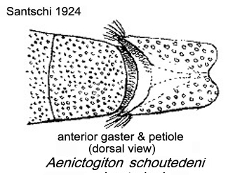 {Aenictogiton schoutedeni}