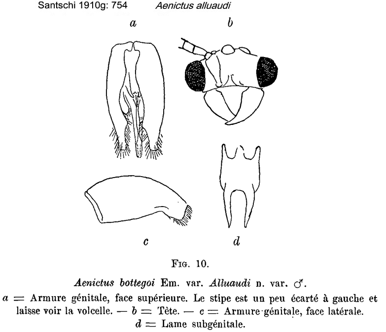 Aenictus alluaudi male