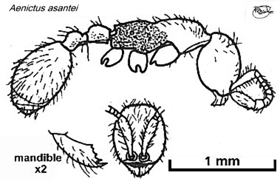 {Aenictus asantei}