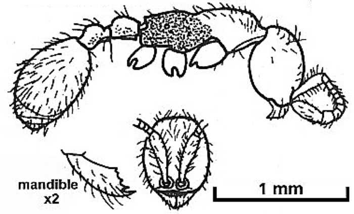 {Aenictus asantei}