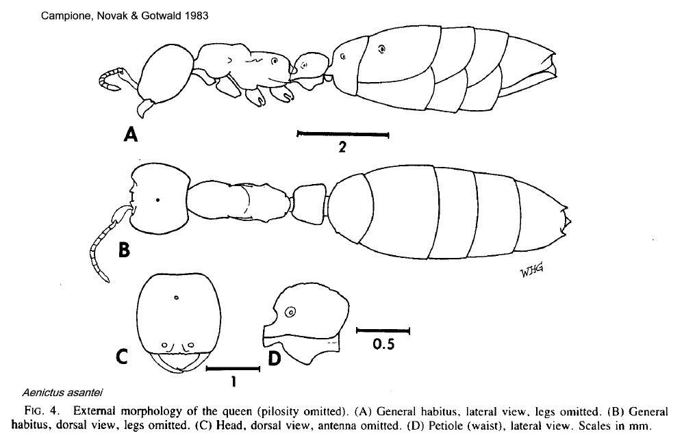 {Aenictus asantei queen}