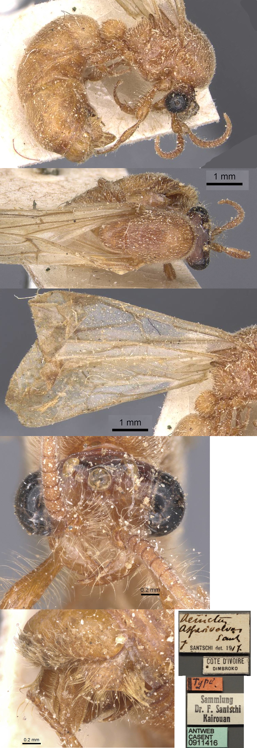 Aenictus asperivalvus