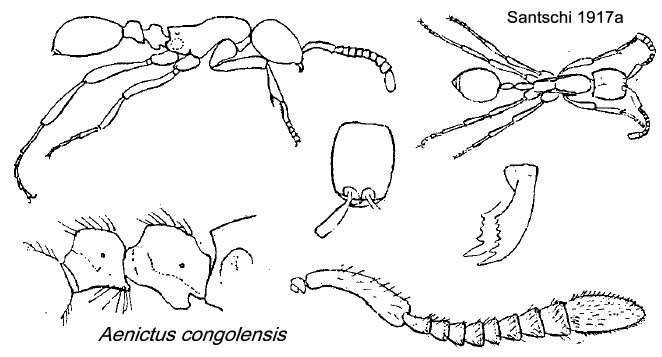 {Aenictus congolensis}