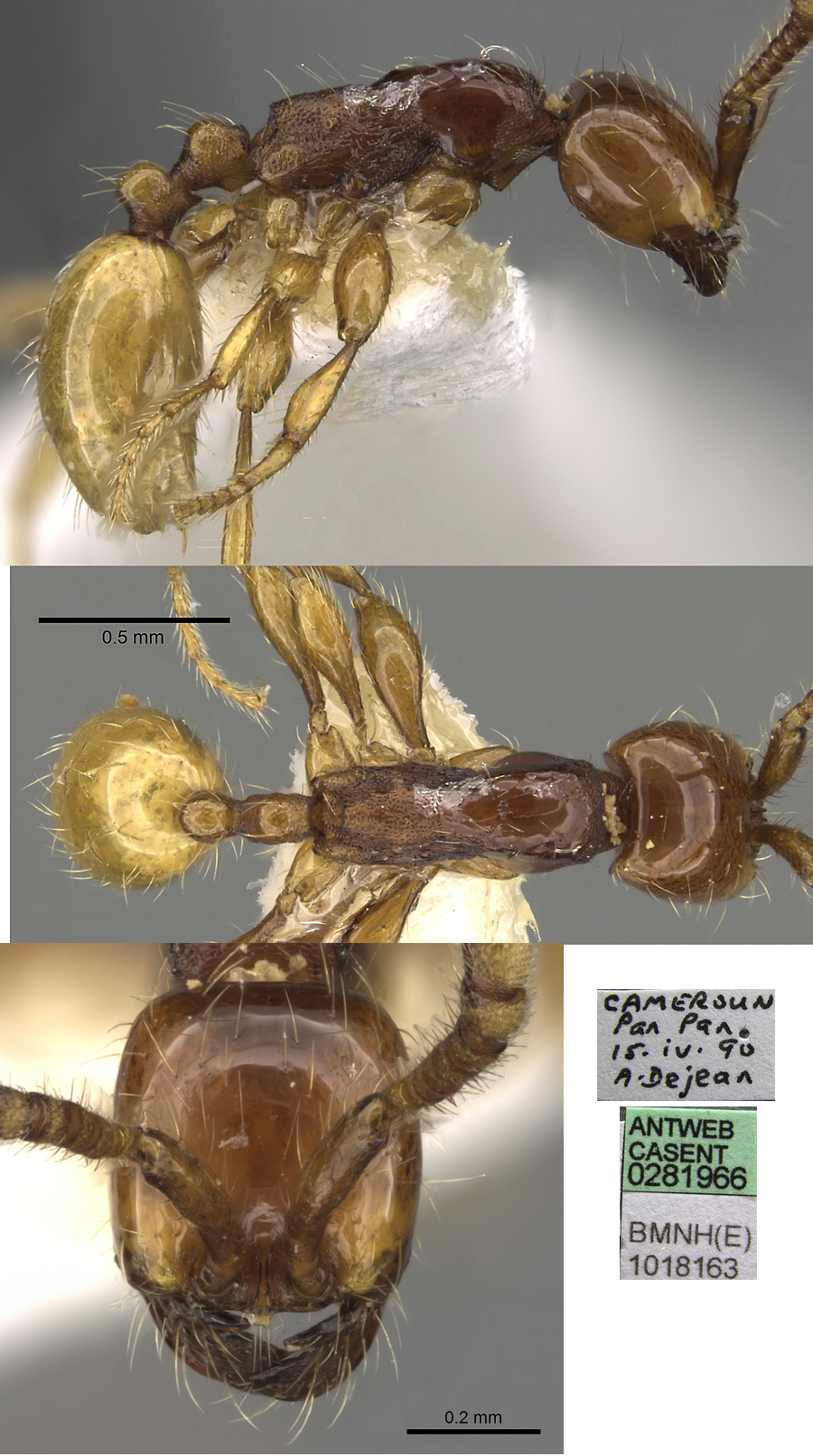 Aenictus decolor