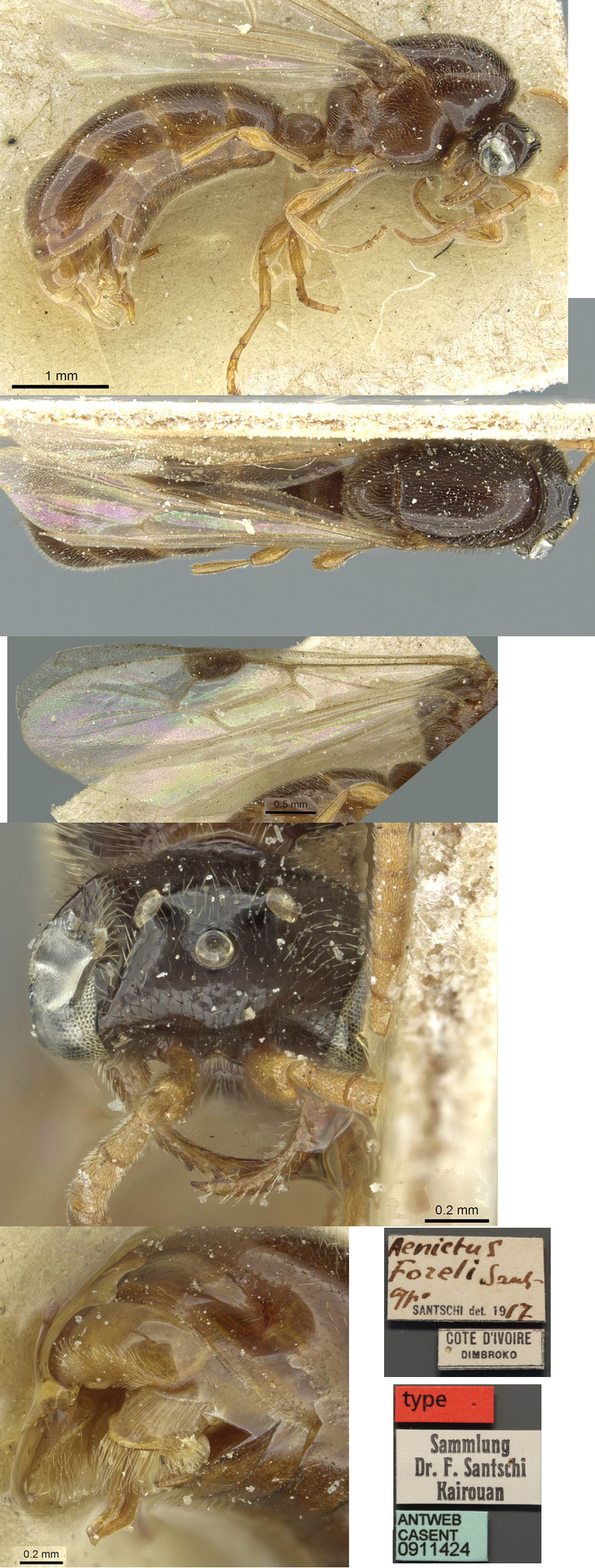 Aenictus foreli