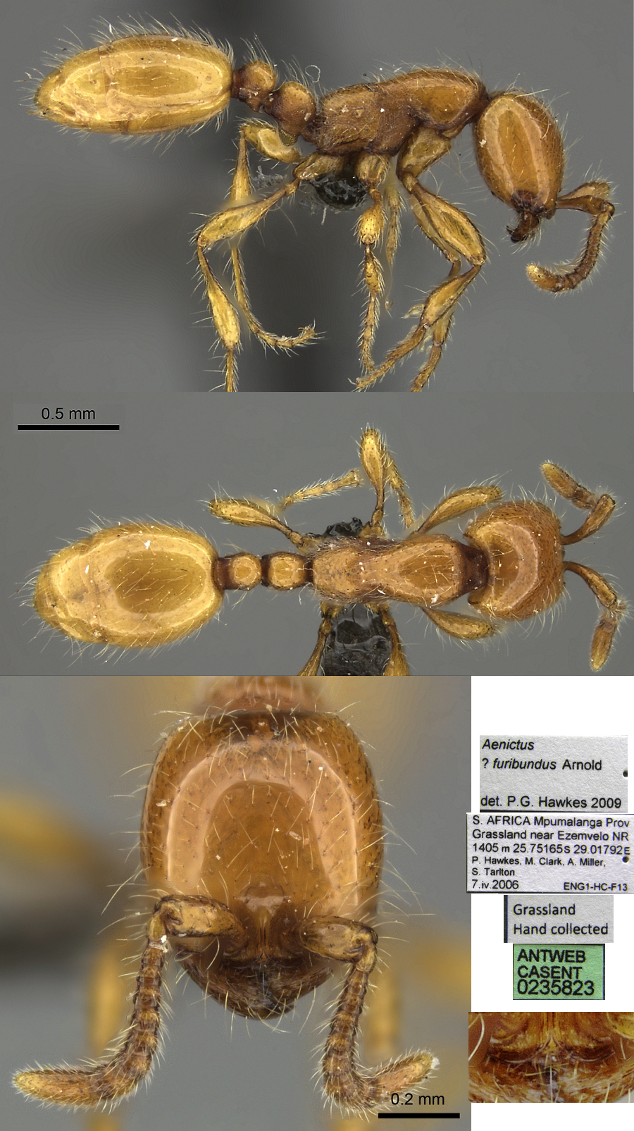 Aenictus furibundus