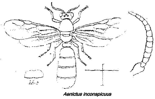 Aenictus inconspicuus