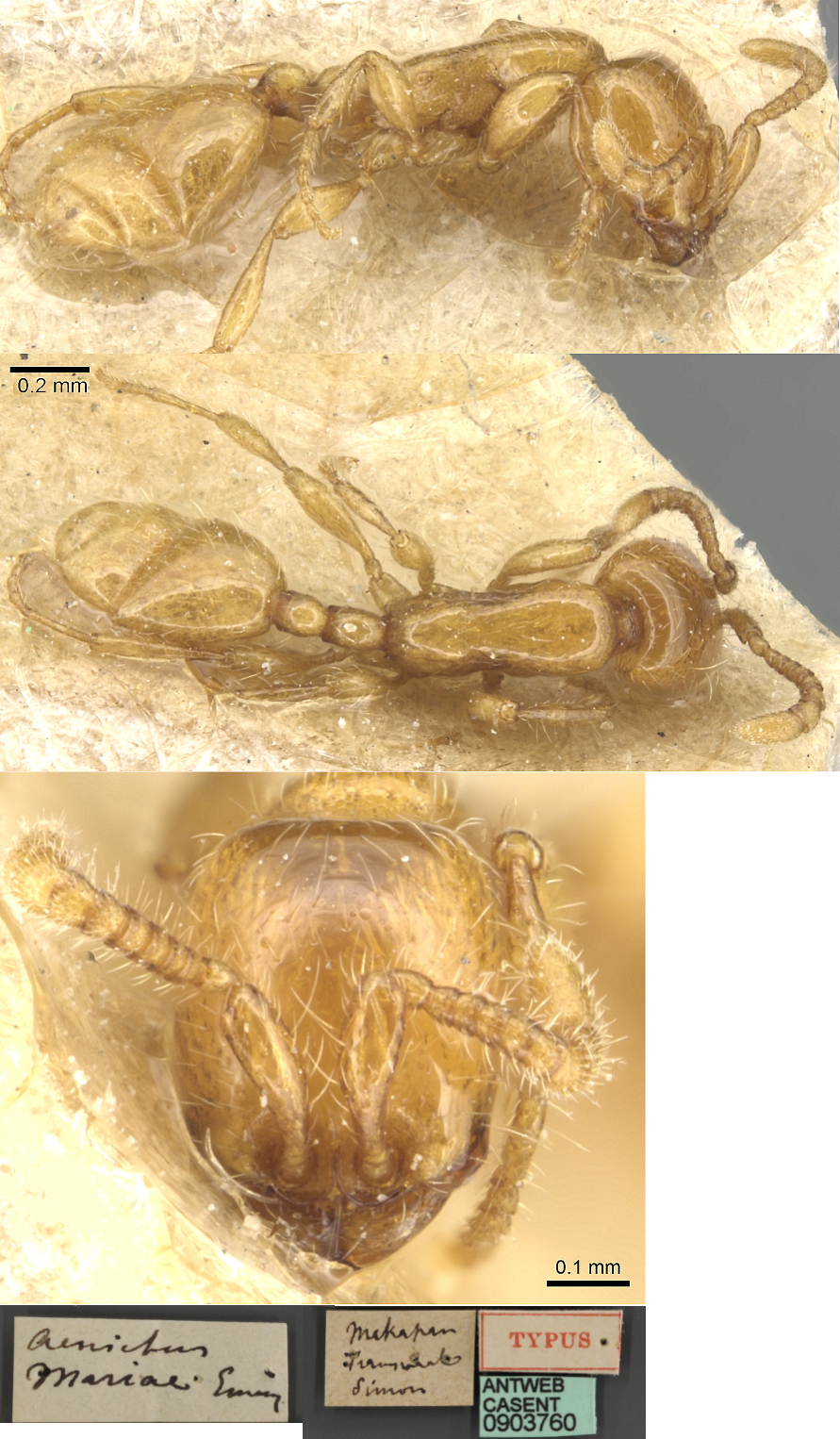 Aenictus mariae