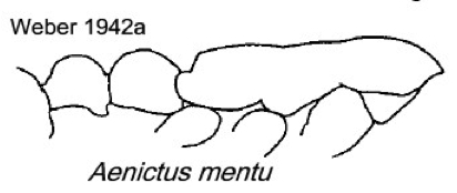 {Aenictus mentu}