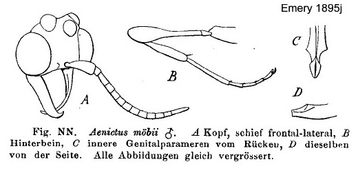 {Aenictus moebii}