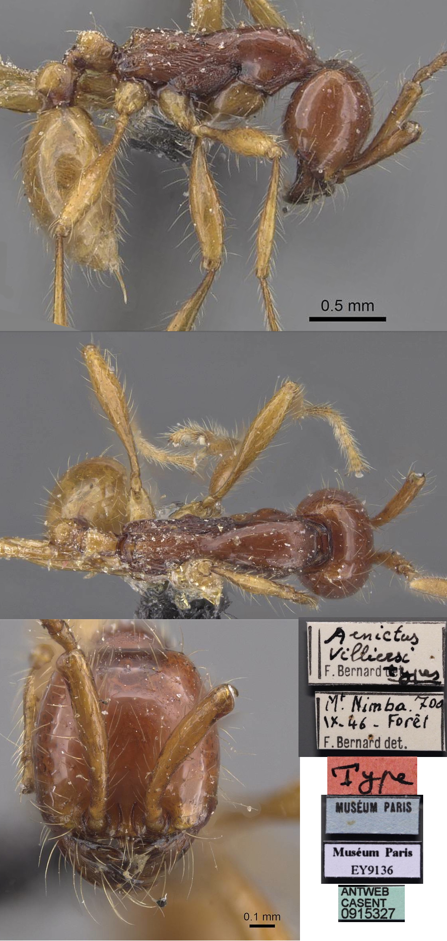 Aenictus villersi