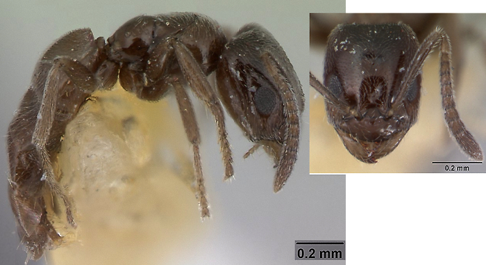 Agraulomyrmex meridionalis
