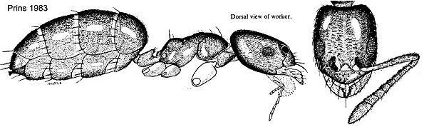 {Agraulomyrmex meridionalis}