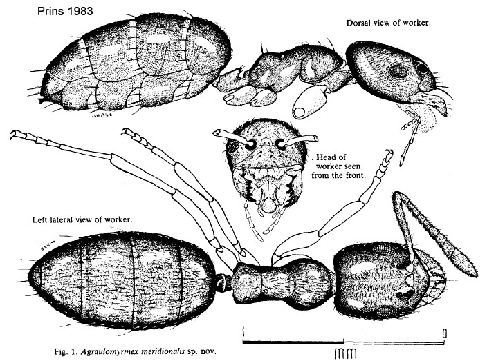 {Agraulomyrmex meridionalis}