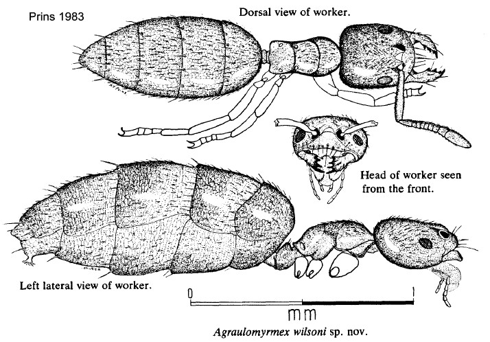 {Agraulomyrmex wilsoni}