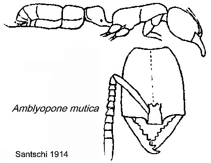 {Amblyopome mutica}