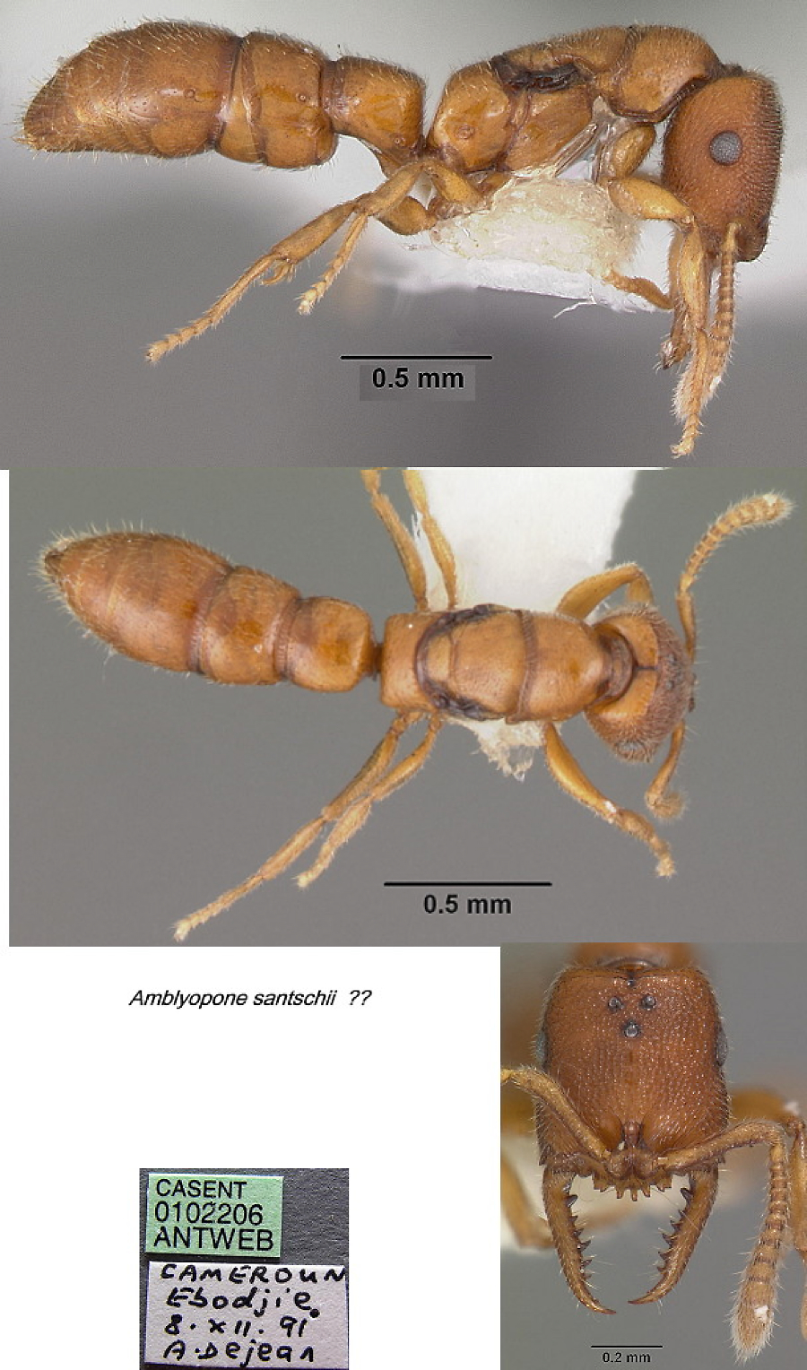 {Amblyopone santschii}
