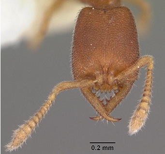 {Stigmatomma santschii head}