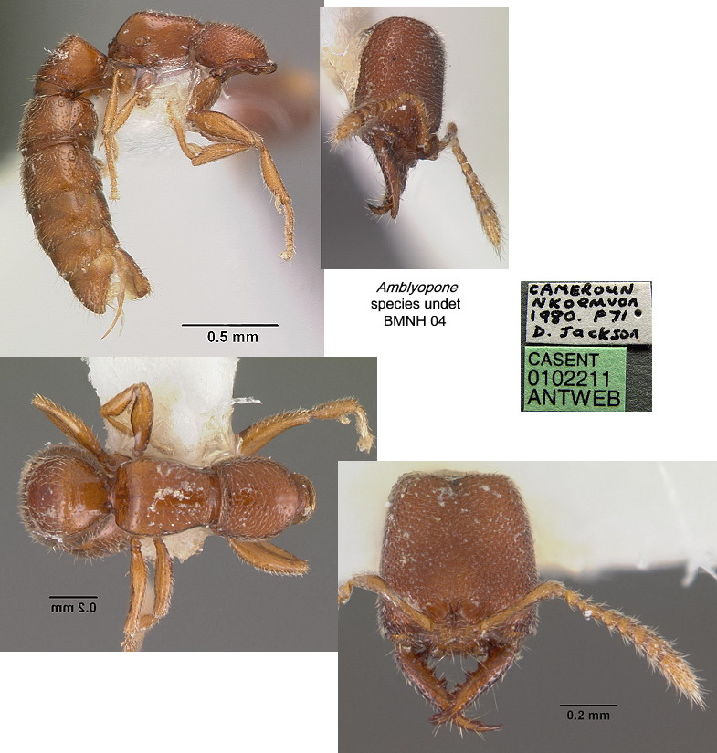 {Stigmatomma species from Cameroun}
