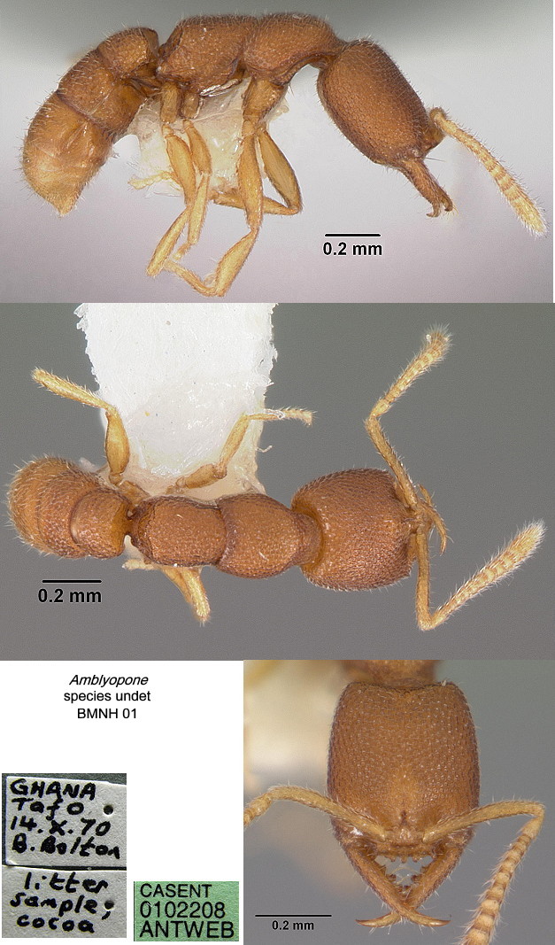 {Amblyopone species from Ghana}