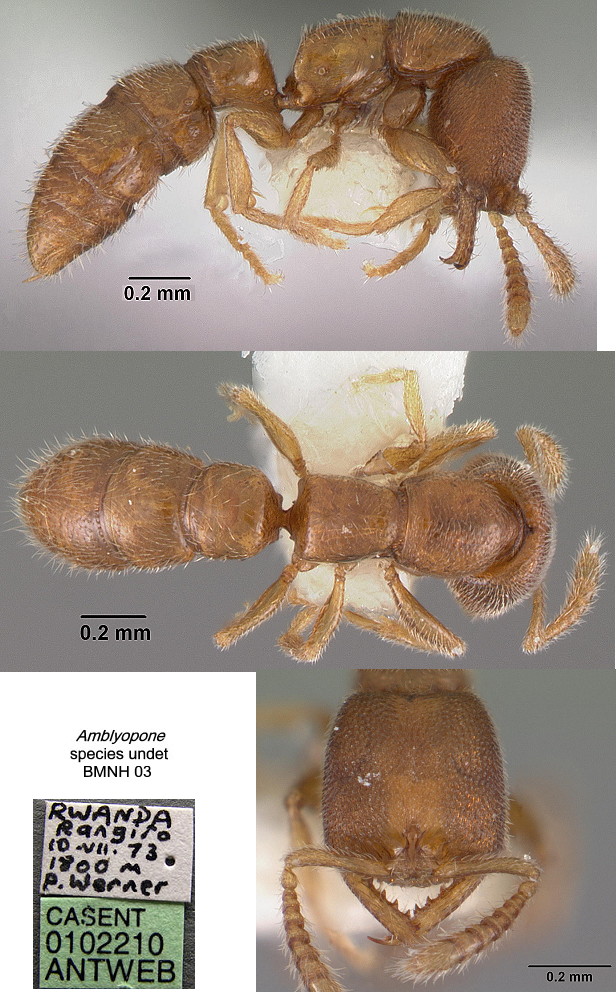 {Amblyopone species from Rwanda}