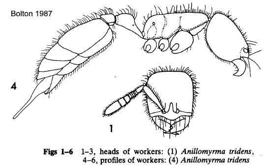 {Anillomyrma tridens}