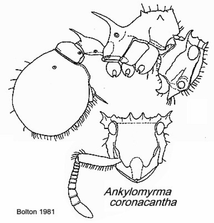 {Ankylomyrma coronocantha}