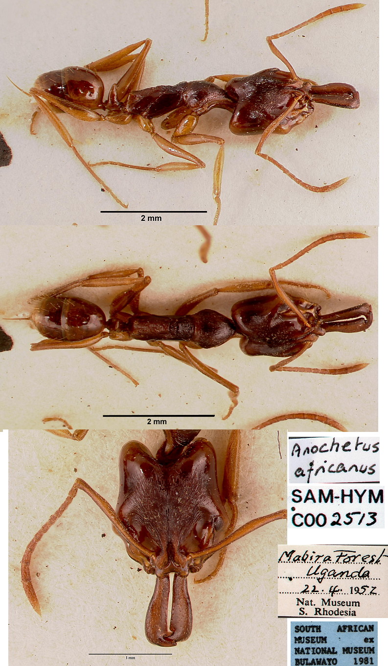{Anochetus africanus}