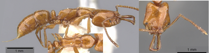 Anochetus evansi