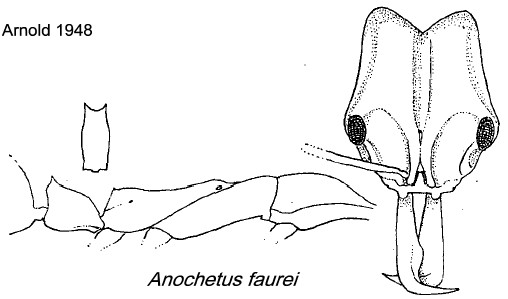 {Anochetus faurei}