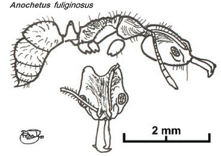 {Anochetus fuliginosus}