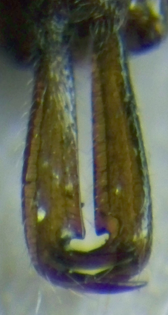 {Anochetus new species Cameroon FK mandible}