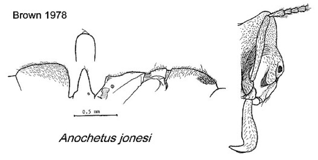 {Anochetus jonesi}