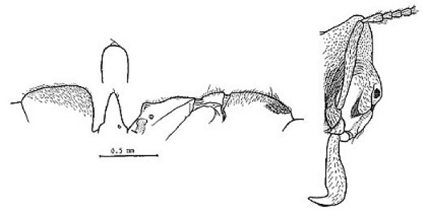 {Anochetus jonesi anterior petiole}