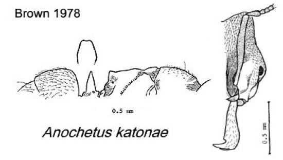 {Anochetus katonae}