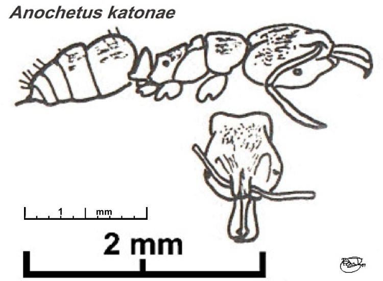 {Anochetus katonae}