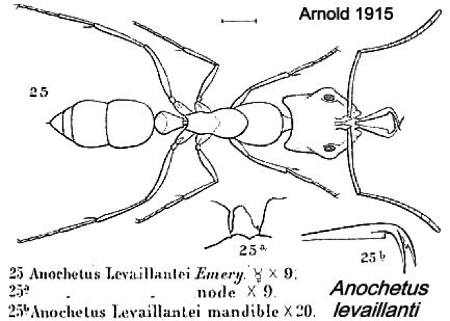 {Anochetus levaillanti}