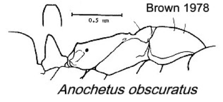 {Anochetus obscuratus}