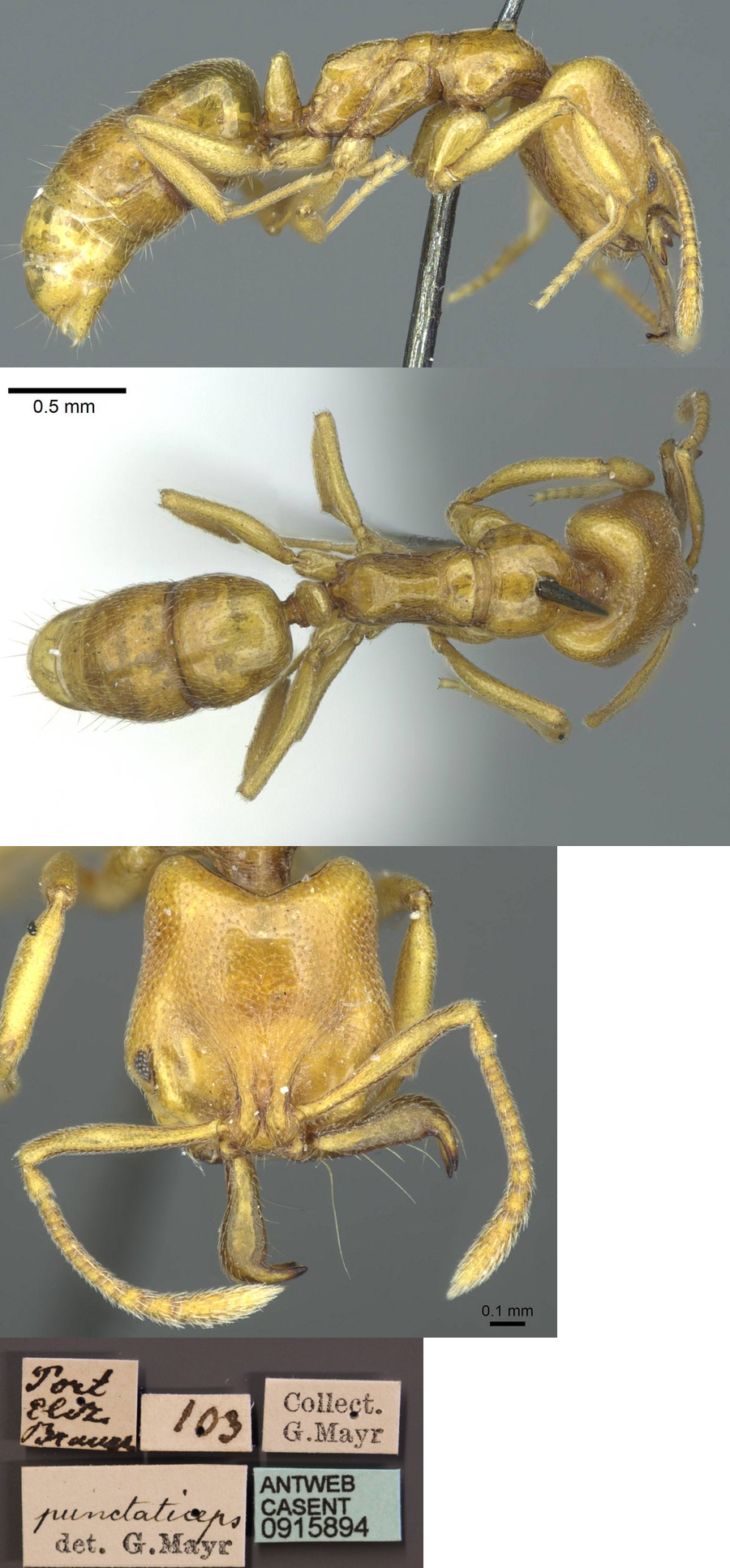 {Anochetus punctaticeps}