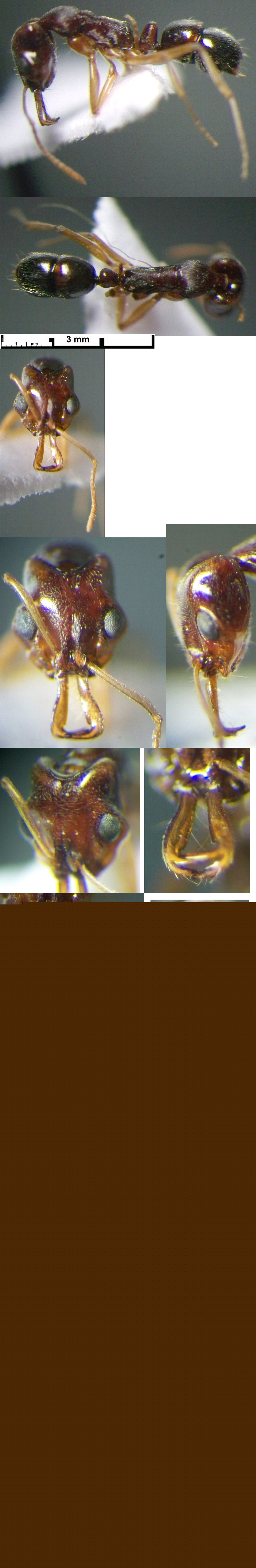 {Anochetus sedilloti}