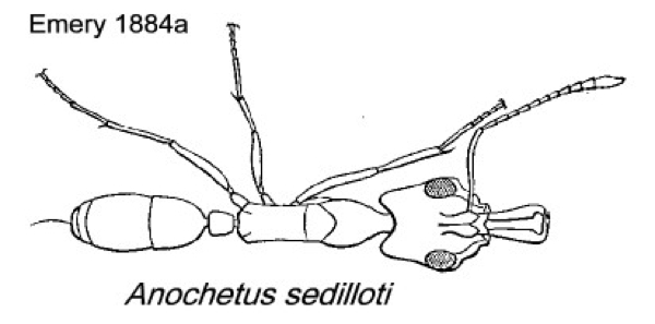 {Anochetus sedilloti}